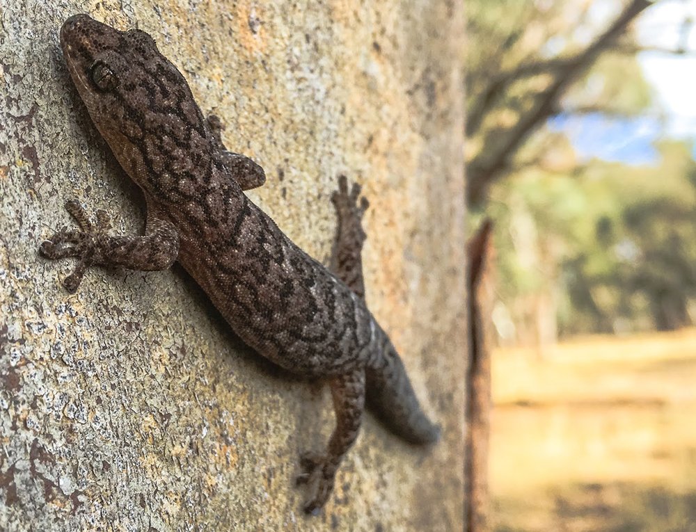 gecko