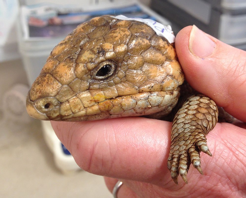 australian bobtail lizard