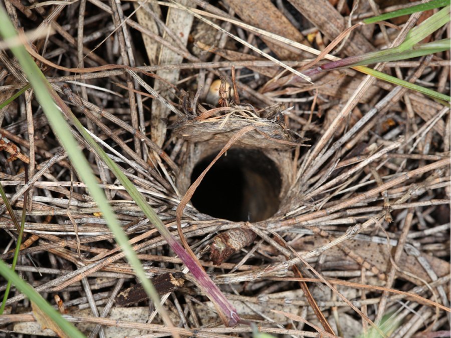 Fourteen New Trapdoor Spider Species Described In Wa Australian