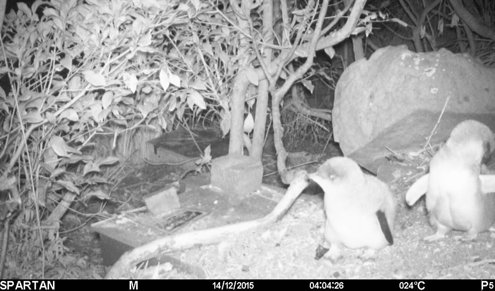 Manly little fiary penguins breeding colony infrared