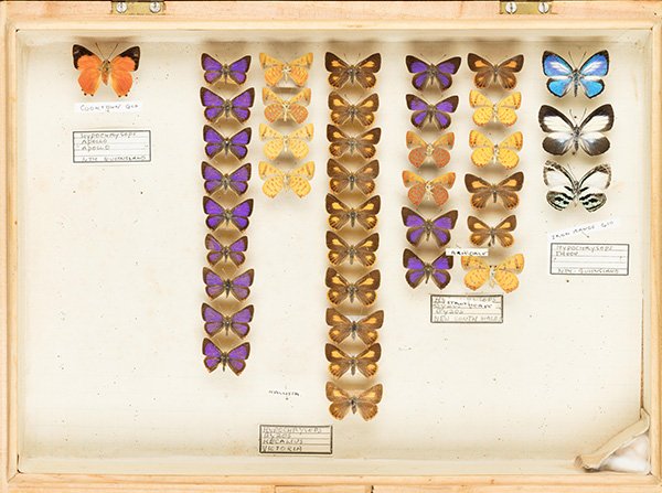 butterfly collection
