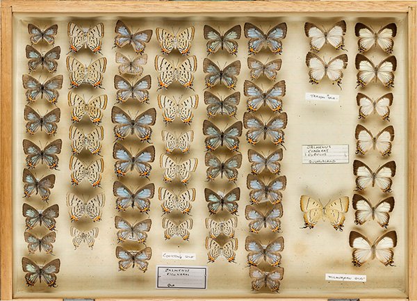 butterfly collection