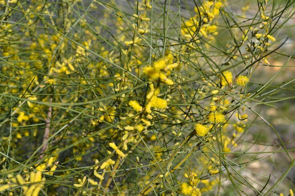 jam wattle