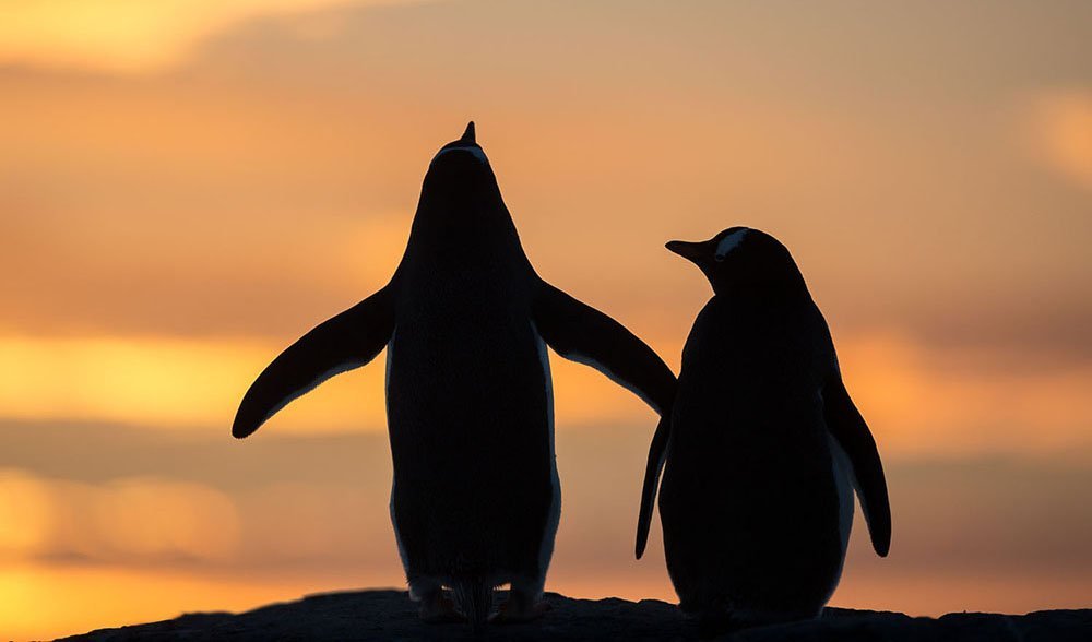 Penguins arctic photo johsua holko