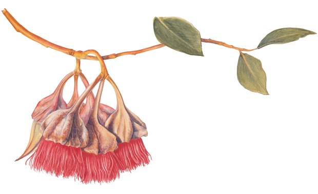 An illustration of a Kingsmill's mallee (Eucalyptus kingsmillii)