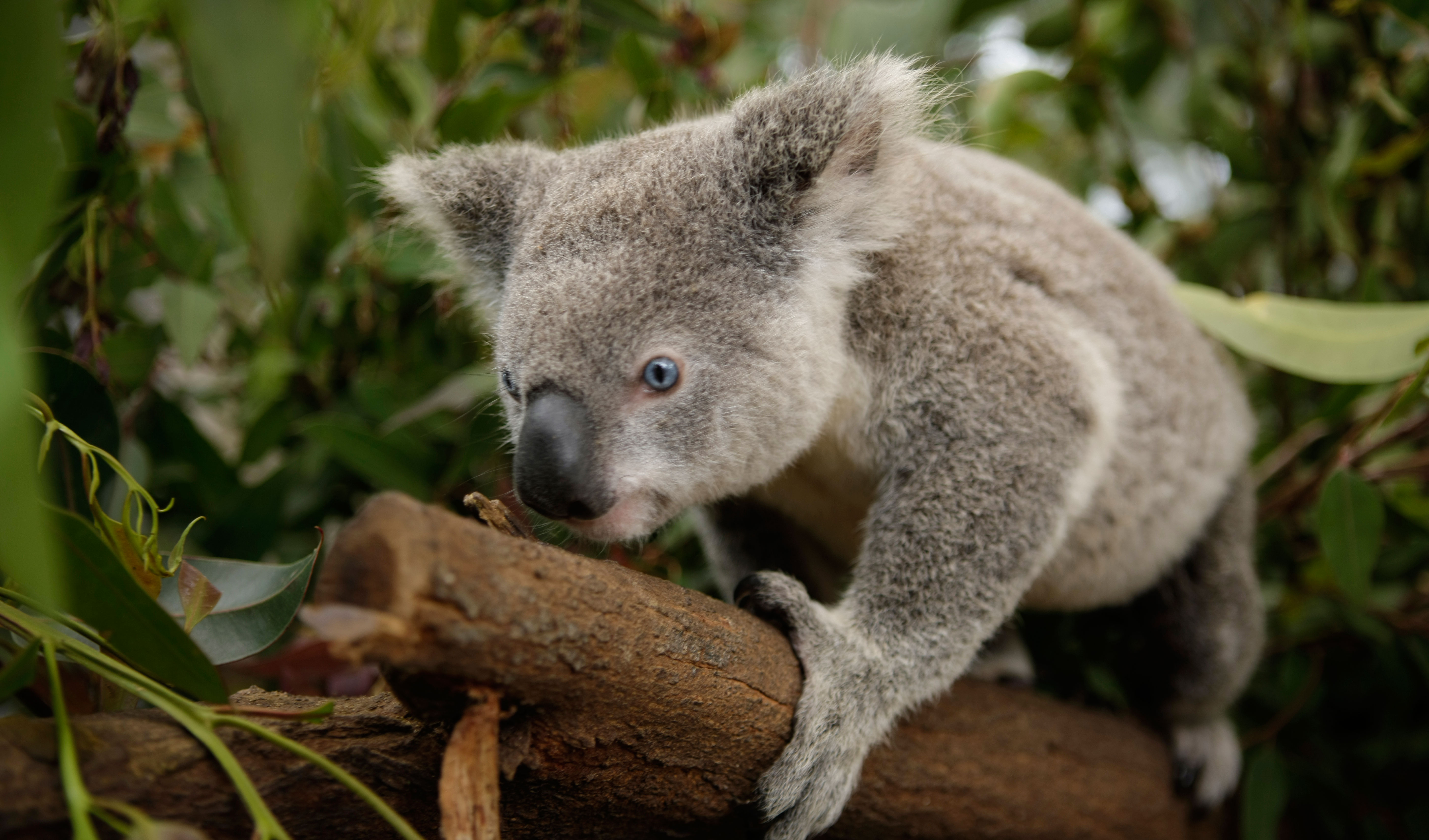 koala jibbitz