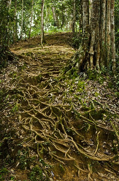 kokoda trail