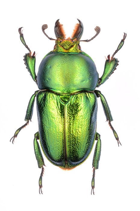 Lamprima aenea