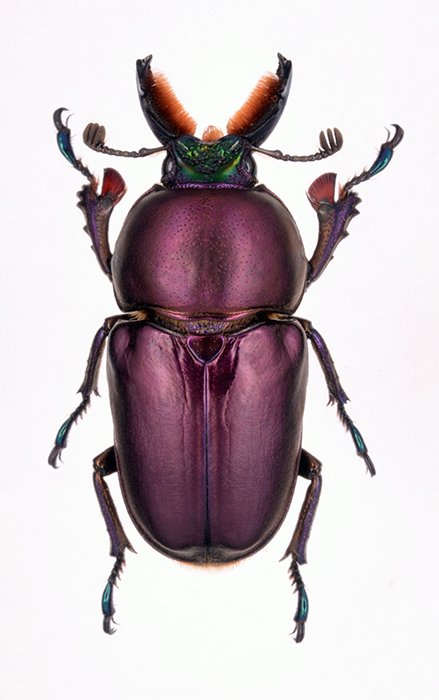 Lamprima aurata