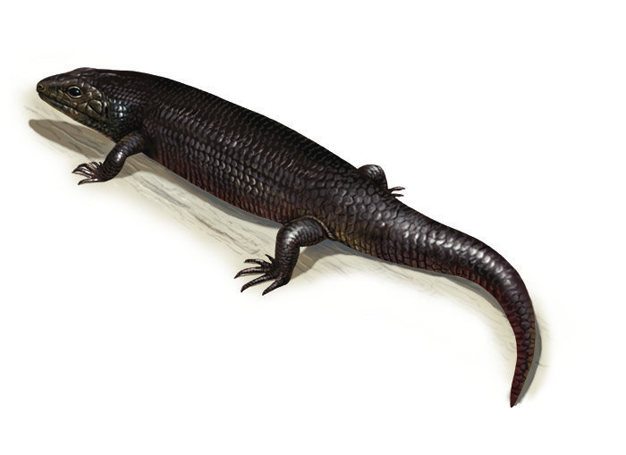 Scale tales: guide to Aussie skinks Australian Geographic