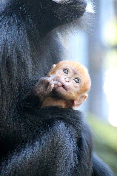baby monkey