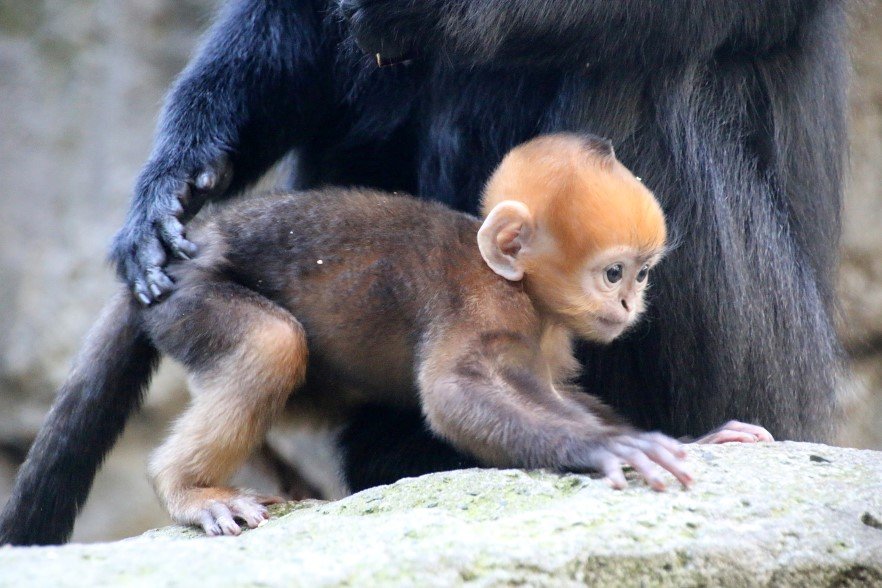 baby monkey