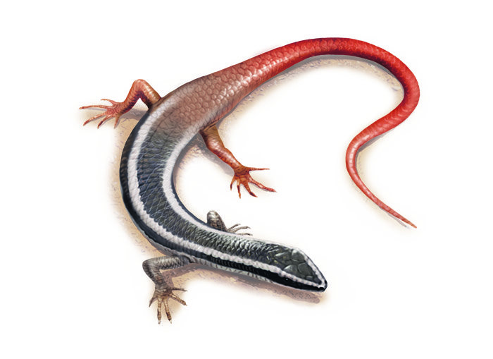 Lined fire-tailed skink