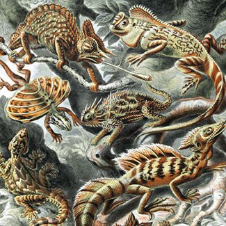 Lizards by Ernst Haeckel, 1904