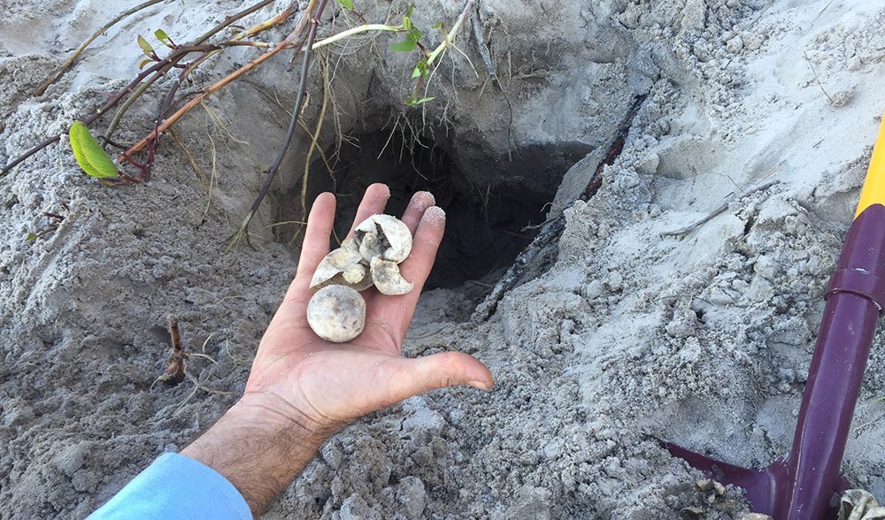 loggerhead turtle nest