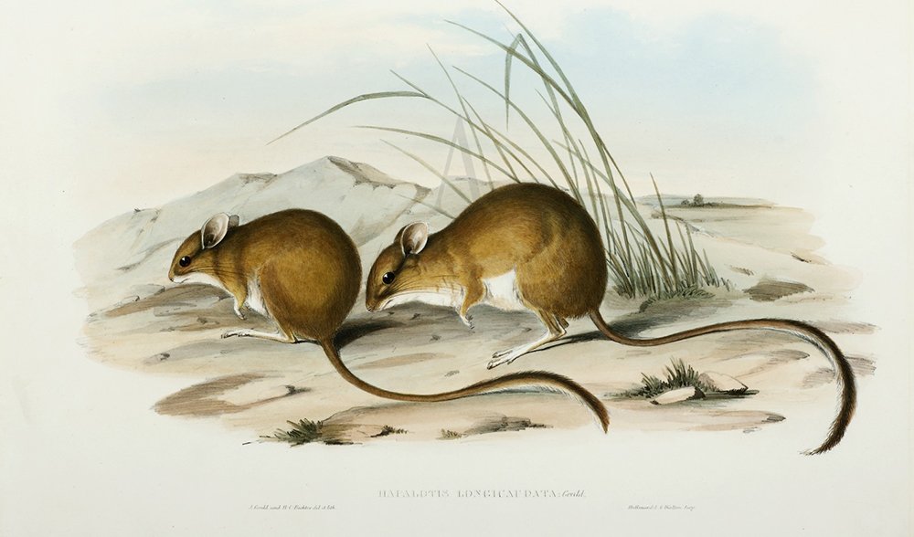 Long-tailed hopping mouse illustration