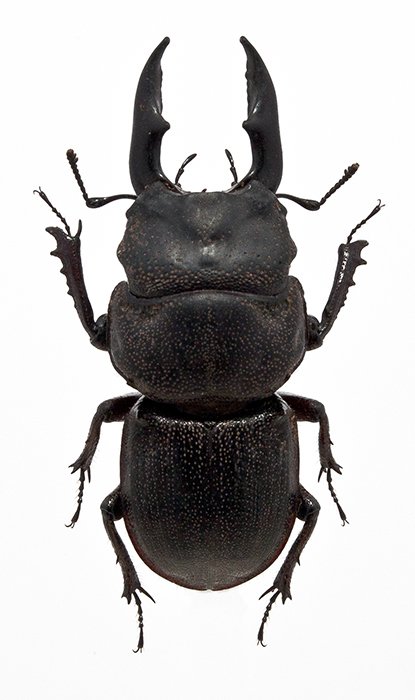 Hoplogonus simsoni