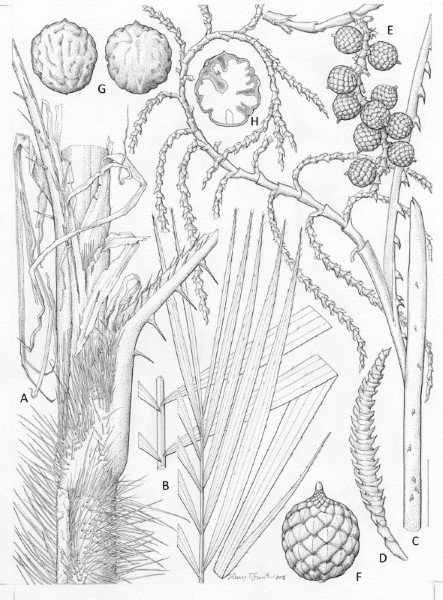 scientific illustration