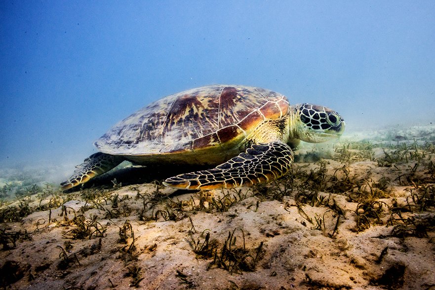Whitsundays Queensland paddle adventure