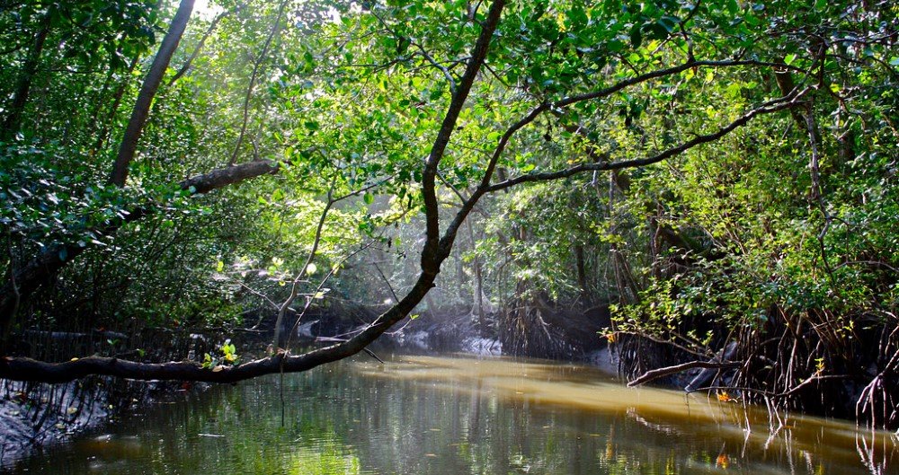 mangroves
