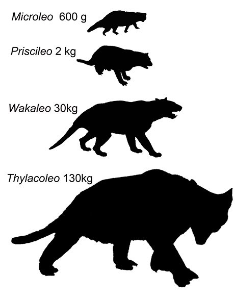 marsupial lion silhouettes UNSW