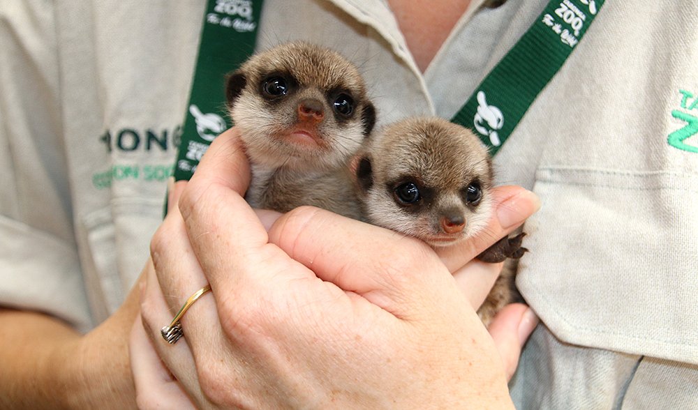 Meerkat pups Taronga Zoo