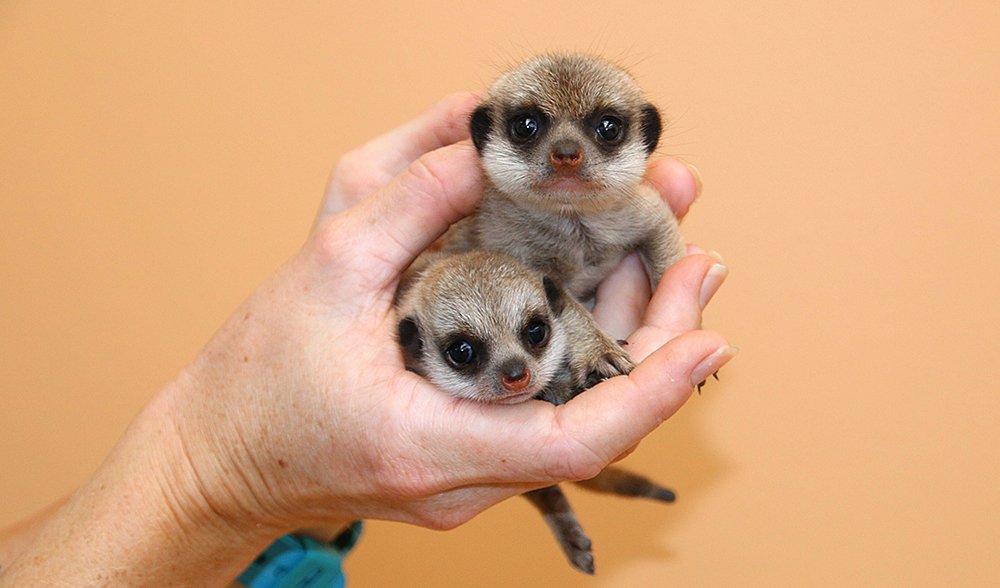 Baby meerkats taronga zoo