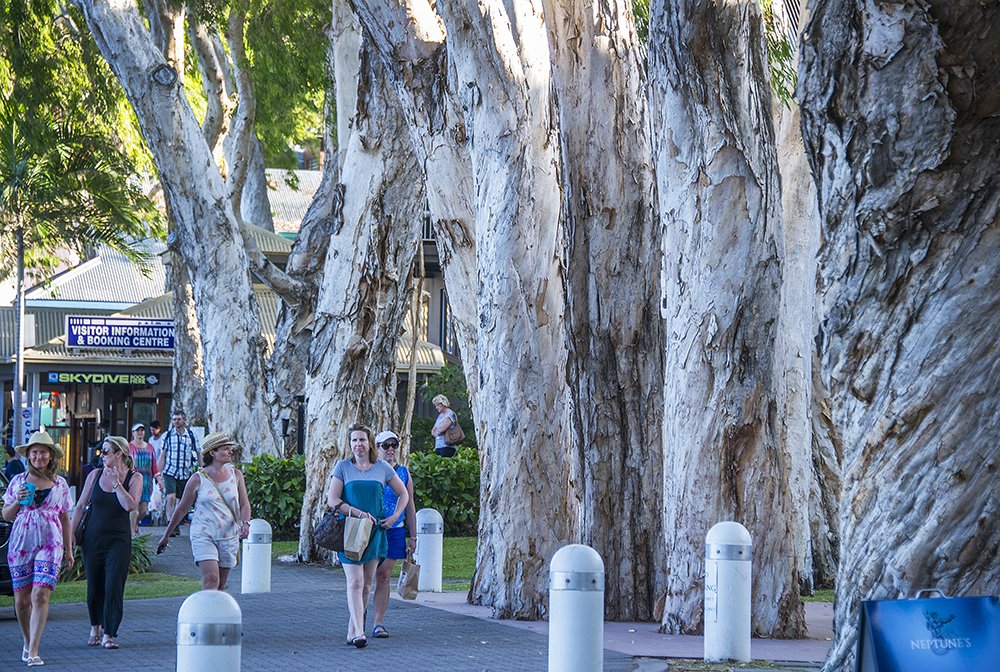 paperbark