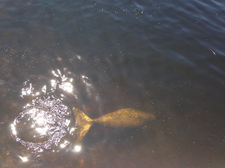 rare dugong sighting Merimbula
