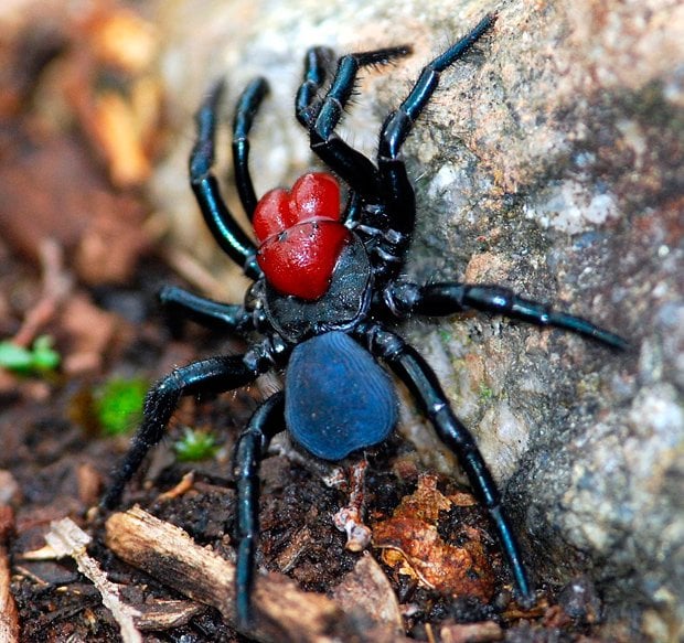 Dangerous Spider Chart Australia