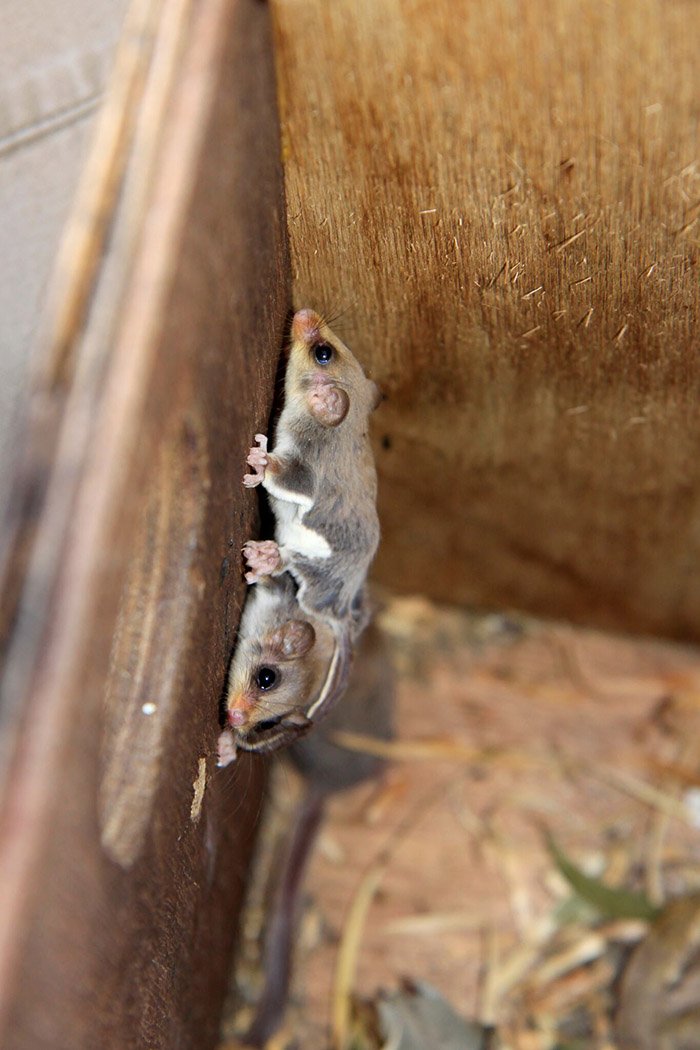 feathertail glider