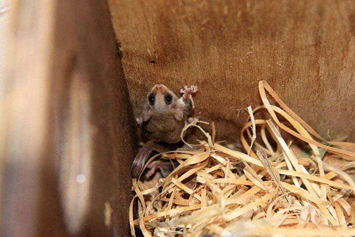 feathertail glider