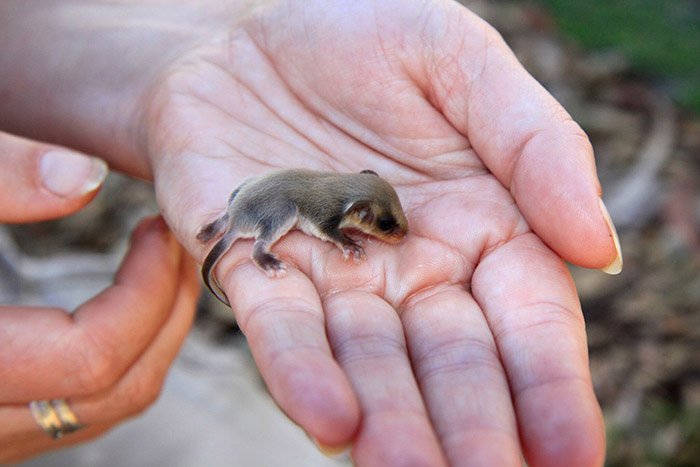feathertail glider