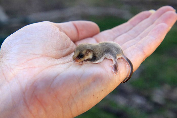 feathertail glider