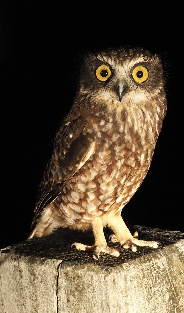 Owl Breeds Chart