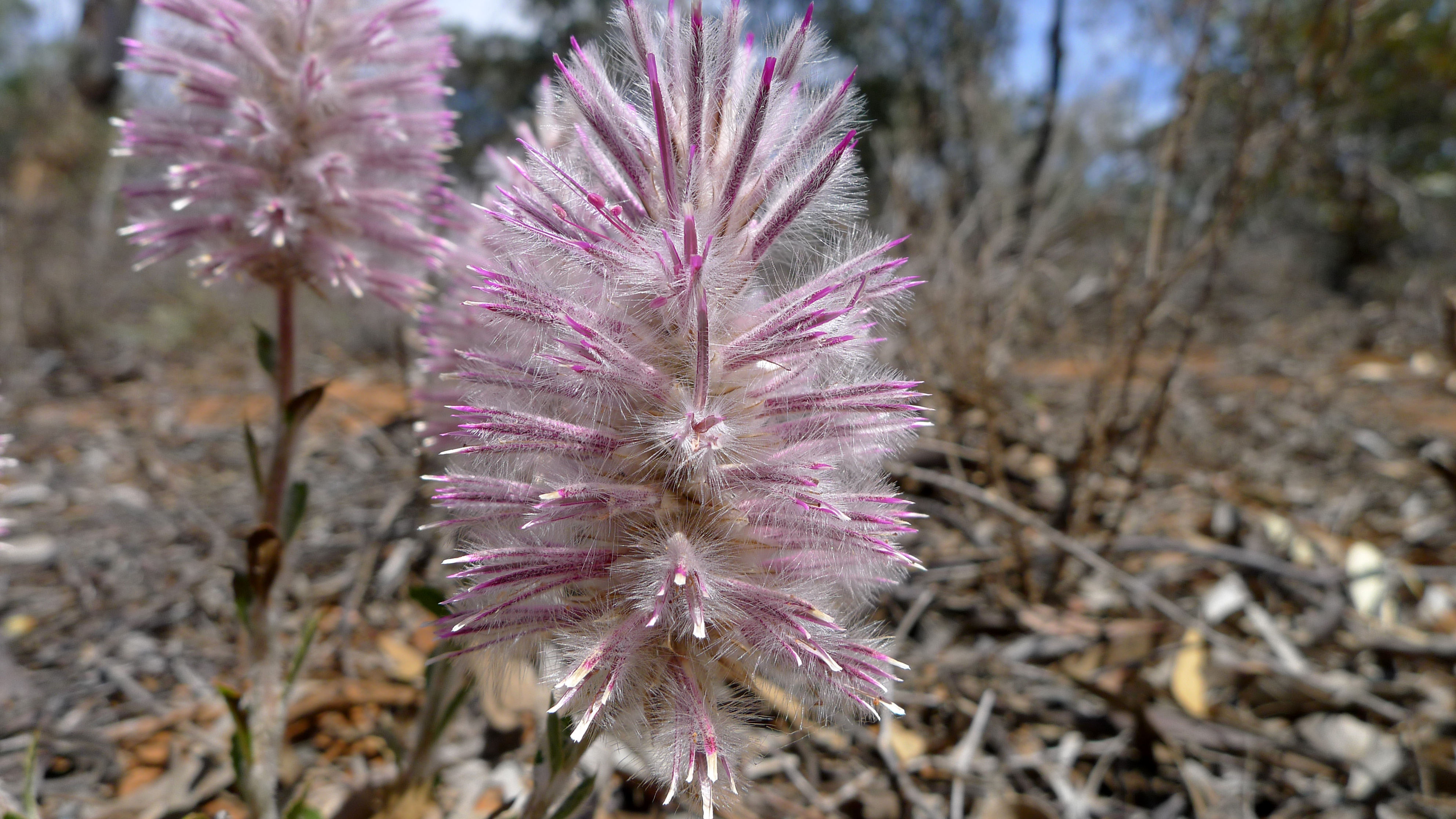 wildflower season