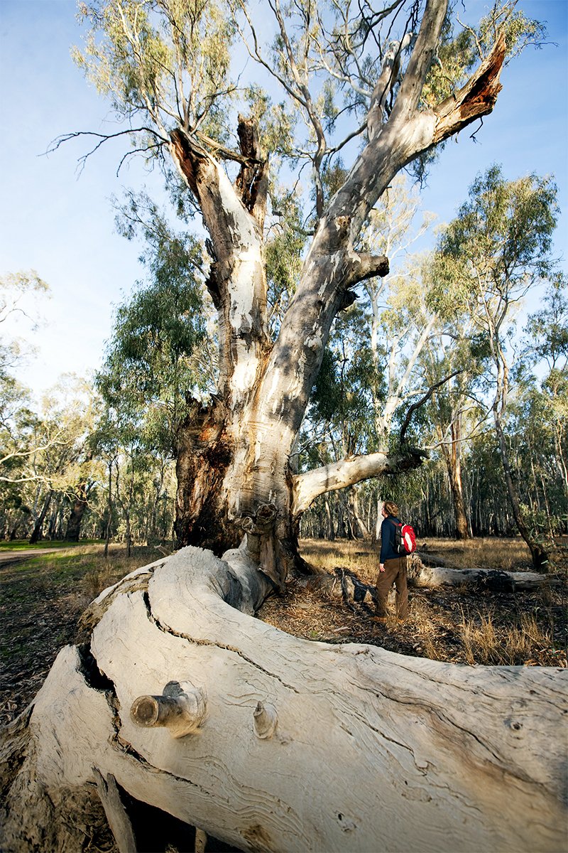barmah