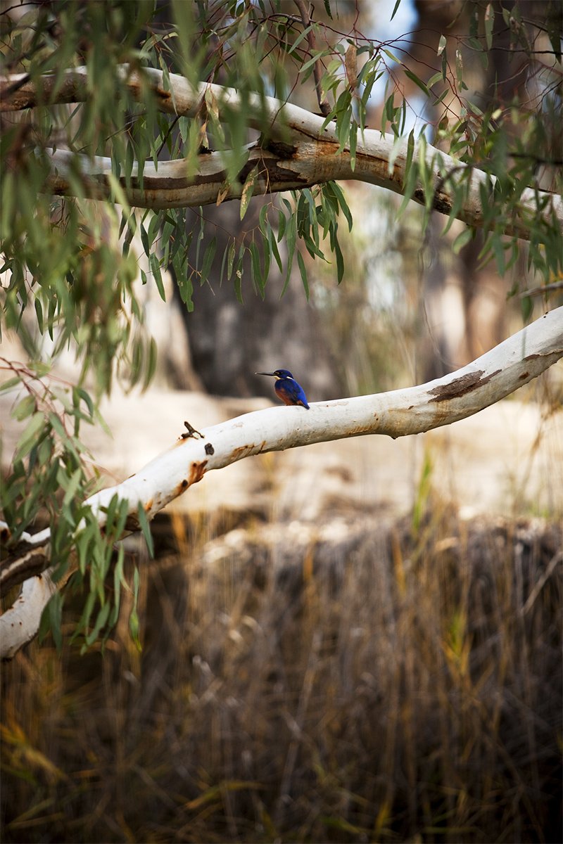 murray river paddle