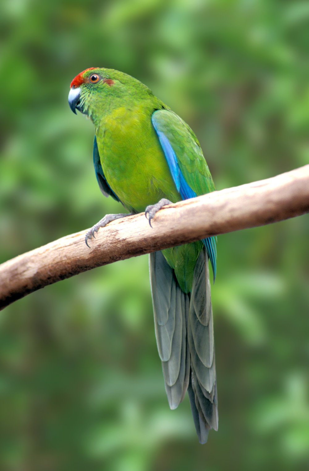 norfolk island green parrot