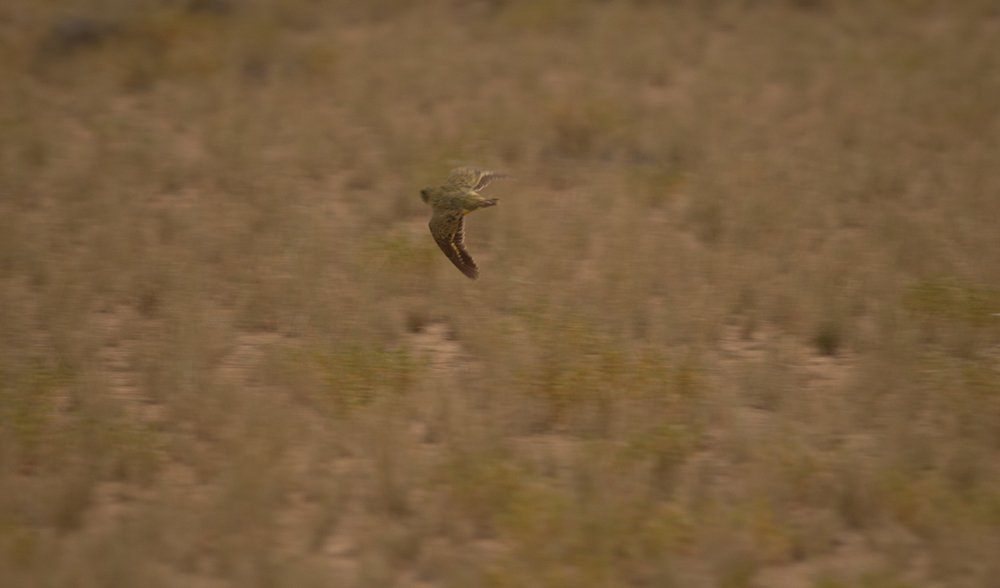 night parrot fledgling