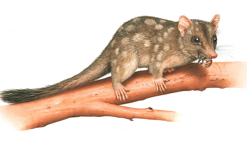 quoll