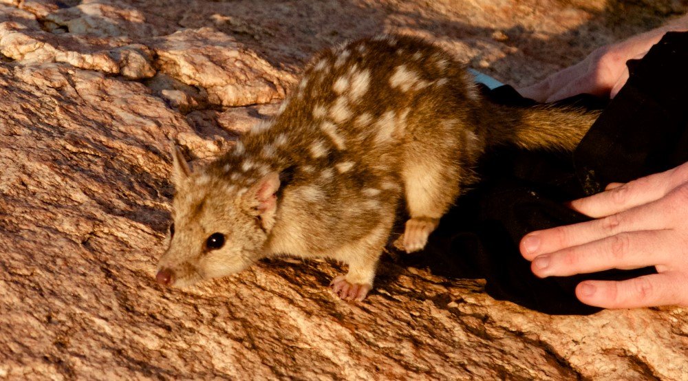 quolls