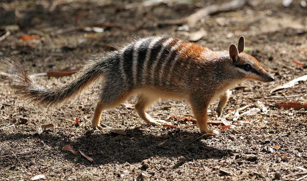 numbat