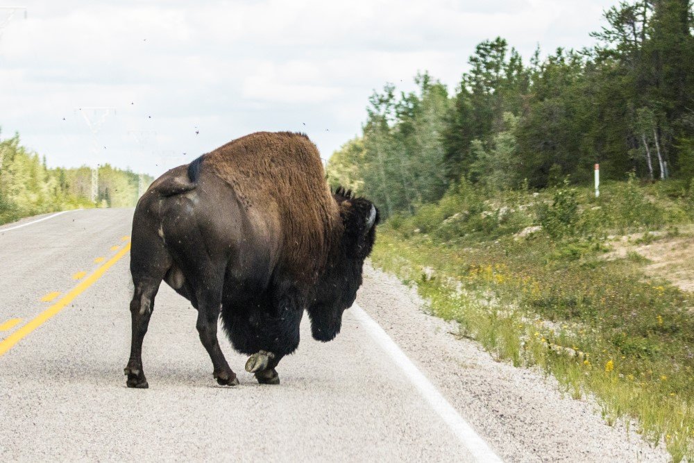 bison