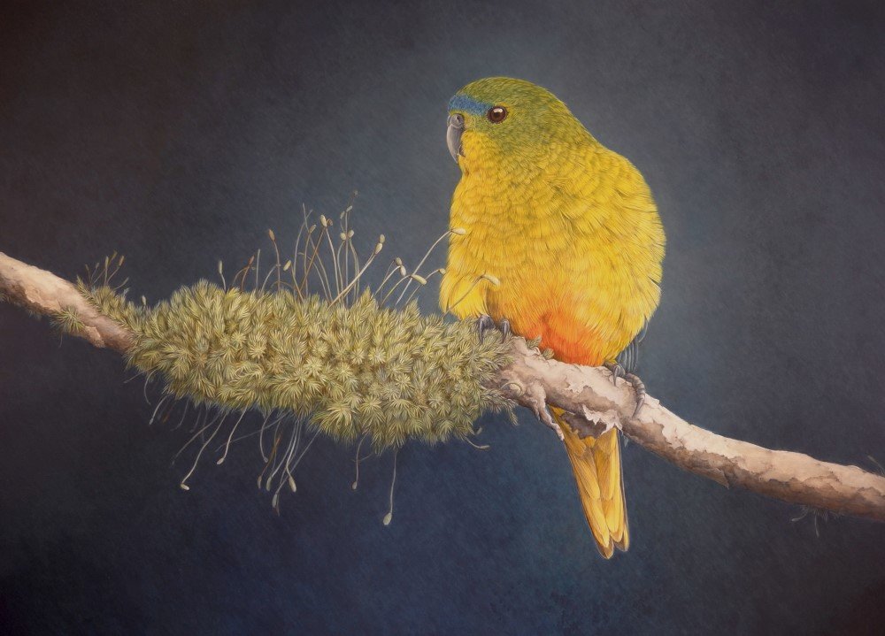 Orange-bellied parrot janet luxton