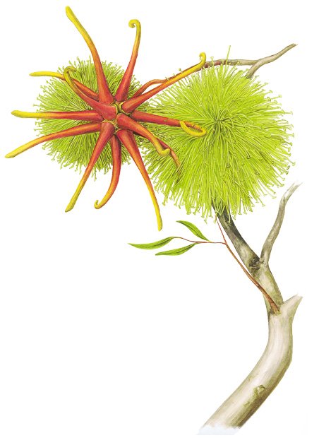 An illustration of an octopus mallee (Eucalyptus sinuosa)