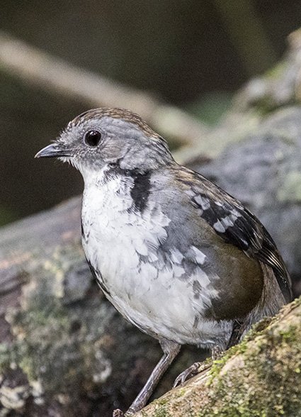 Mockingbird Song -  Australia