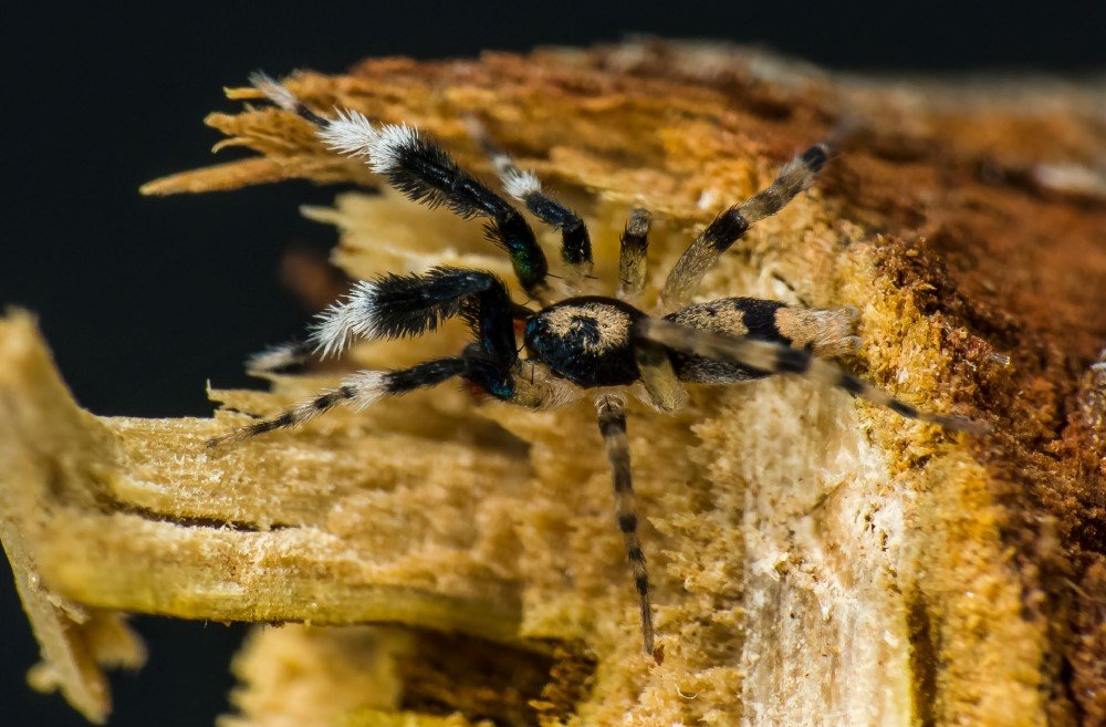 swift spider