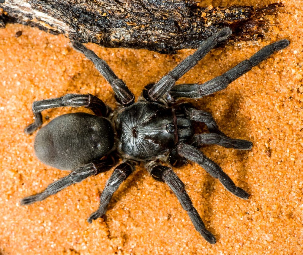 trap-door spider