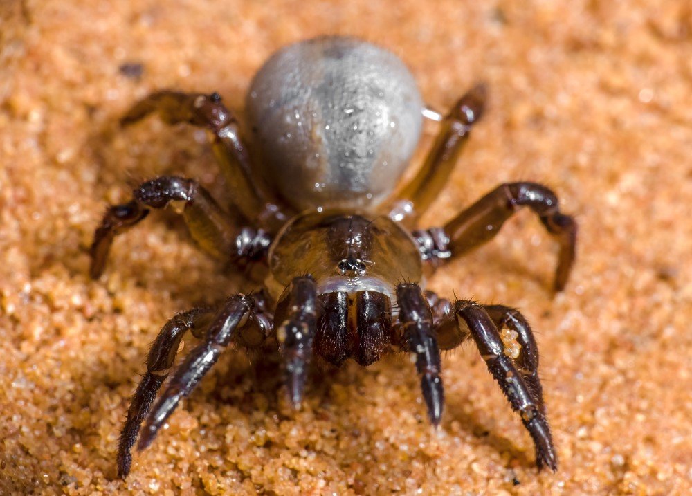 trapdoor spider
